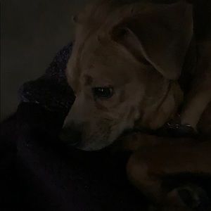 Meet your Posher, Bailey